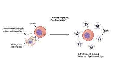Proses aktivasi limfosit B oleh antigen untuk memproduksi antibodi.
