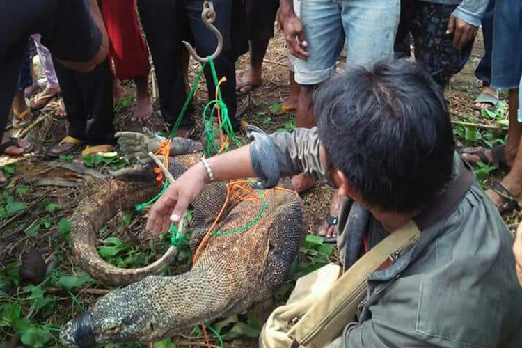 TPenyelamatan komodo yang ditangkap warga di Pulau Flores, NTT.