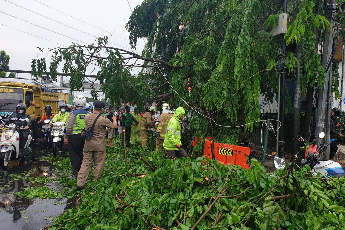 Sebuah pohon di Jl. Mayjen Sutoyo di depan pos Pusat Grosir Cililitan, Kramat Jati, Jakarta Timur tumbang pada Minggu (8/11/2020) sekitar pukul 12.00 WIB akibat hujan deras dan angin kencang. 