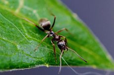 Benarkah Lada Hitam Bisa Mengusir Semut di Kebun? Ini Penjelasannya