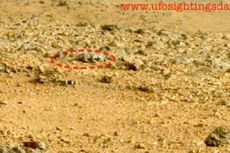 Benarkah Ini Wujud Kadal di Mars?
