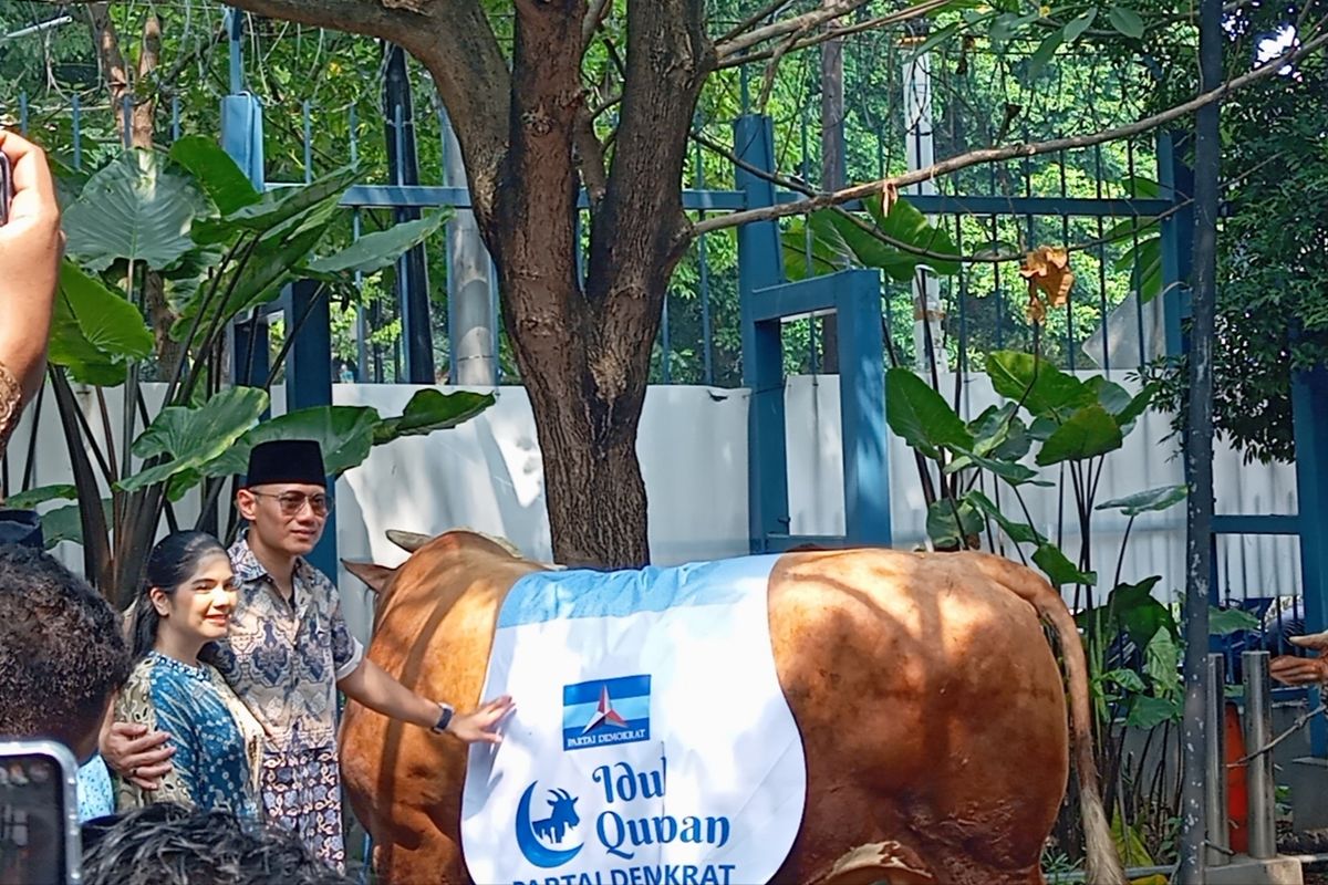 Ketua Umum Partai Demokrat Agus Harimurti Yudhoyono dan istrinya Annisa Pohan saat penyerahan sapi kurban di Kantor DPP Demokrat, Jakarta, Sabtu (7/6/2025)