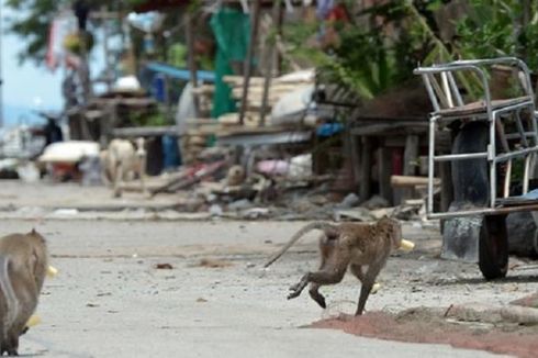 Di Thailand, Monyet Meneror Warga Desa