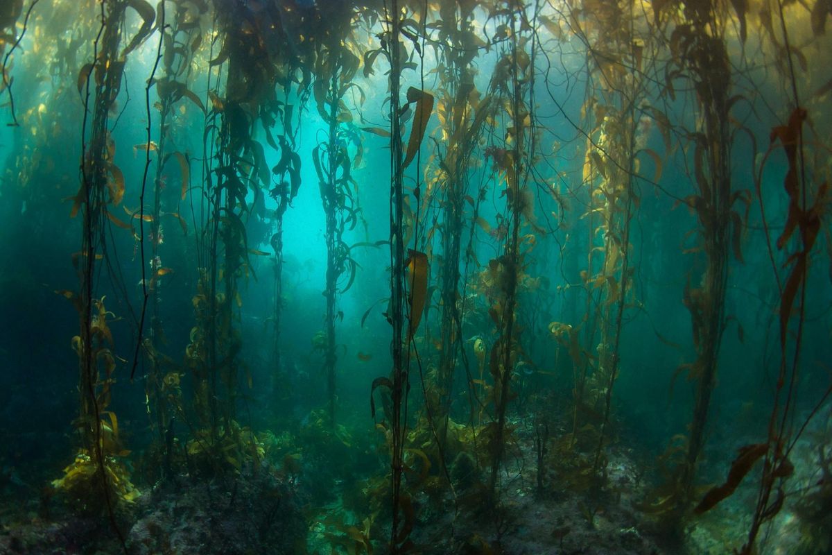 Hutan bawah laut, hutan rumput laut di Amerika Selatan masih asri sejak pertama kali disurvei hampir setengah abad lalu.