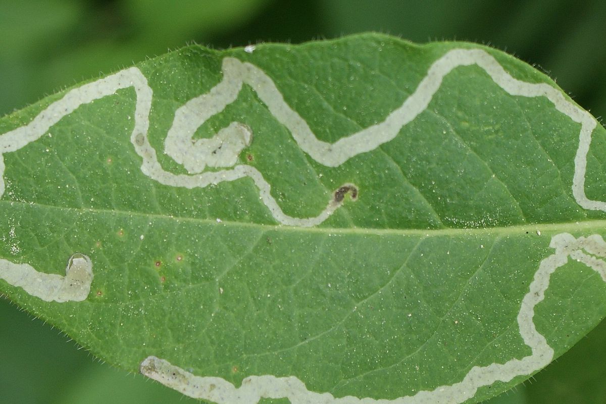 Ilustrasi hama leaf miner. 