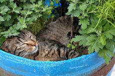 5 Tips Aman Mencegah Kucing Tidur di Pot Tanaman
