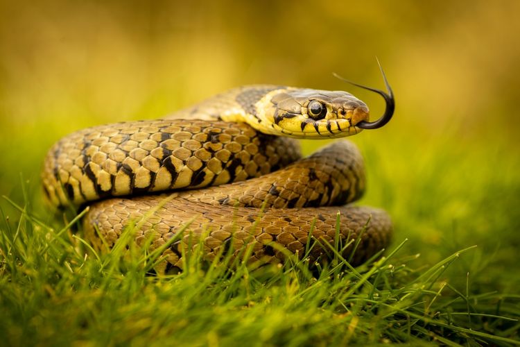 Ilustrasi ular.