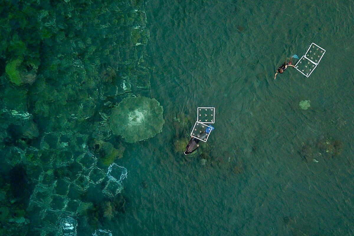 PT Permodalan Nasional Madani (PNM) dorong kehidupan laut dan masyarakat pesisir yang lebih baik dengan langkah strategis penanaman dan pengelolaan ekosistem terumbu karang di Pantai Bangsring, Banyuwangi