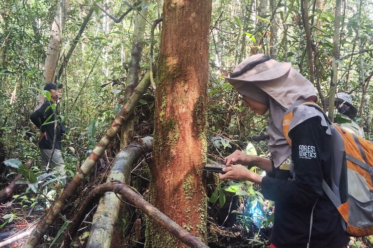 Fifi Gus Dwiyanti, ahli genetika populasi dari Forest Genetics Lab IPB University, mengumpulkan sampel jaringan kayu ramin di Taman Nasional Sebangau, Kalimantan Tengah, pada Sabtu (17/5/2025). 