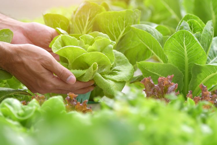 3 Tips Menanam Tanaman Sayur di Kebun Kecil