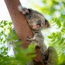 Ratusan Koala Ditembak dari Udara di Australia, Aktivis Kecam Tindakan Ekstrem Itu