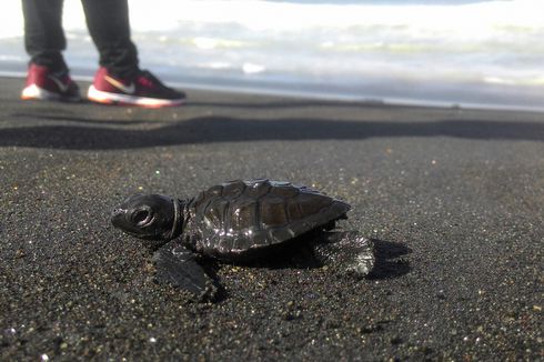 Pelepasan Tukik Selalu Jadi Daya Tarik Pantai Trisik