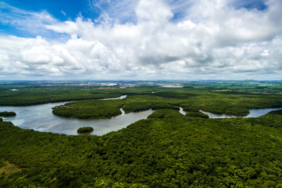 Ilustrasi hutan hujan tropis Amazon di Brasil, Amerika Selatan