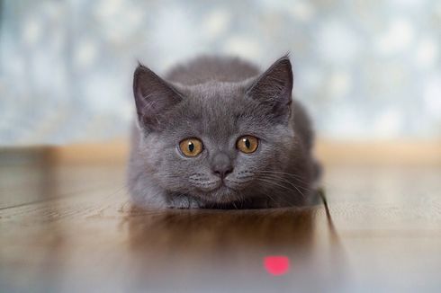 Alasan Mengapa Kucing Senang Mengejar Sinar Laser