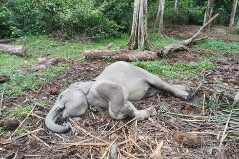 Gubernur Riau Sedih Anak Gajah 