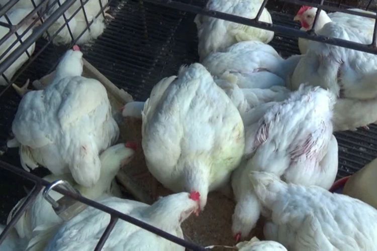 Dampak Corona Harga Ayam Potong Anjlok 1000 Persen, Pedagang Banting Harga