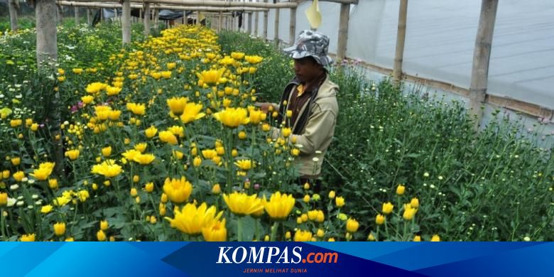 Harga Bunga  Krisan  Jatuh Petani  Minta Dukungan Pemerintah