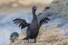 Ragam Penyebab Burung Tidak Dapat Terbang dan Bahaya yang Mengintai