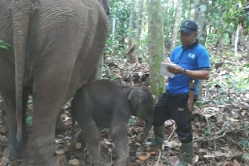 Seekor Gajah Jinak Melahirkan Bayi Jantan di Taman Nasional Tesso Nilo, Riau