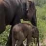 Hari Gajah Sedunia 2026: Hilangnya Hutan Jadi Ancaman Terbesar Gajah Sumatra