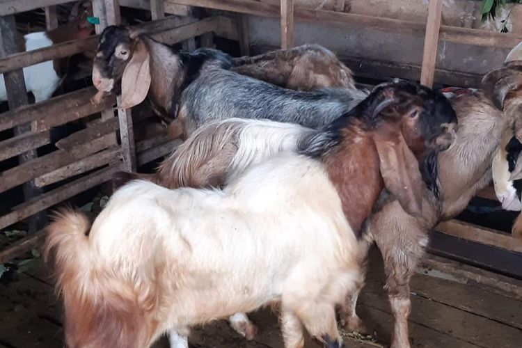 Kambing kurban di Pasar Saronggi, Kabupaten Sumenep, Kamis (7/7/2022). 