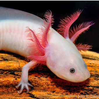 Axolotl atau salamander