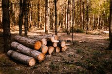 Penyebab dan Dampak Illegal Logging bagi Manusia dan Lingkungan