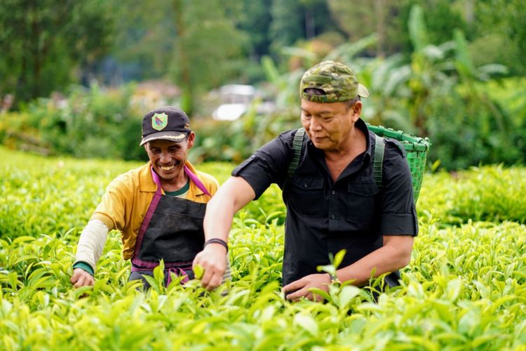 Calon gubernur Jawa Barat nomor urut 2 Tubagus Hasanuddin ikut memetik teh bersama ratusan buruh pemetik teh di Desa Patengan, Kabupaten Bandung, Jawa Barat, Rabu (25/4/2018).