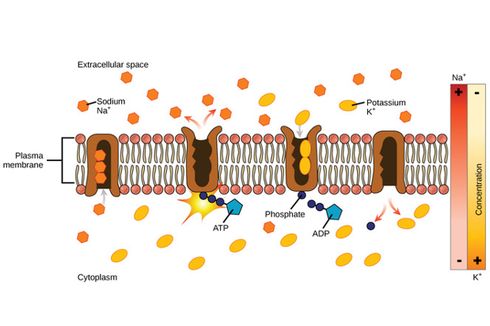Apa yang Dimaksud Pompa Natrium Kalium?
