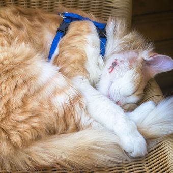 Ilustrasi kucing yang terkena abses, ilustrasi kucing tidur dengan kondisi abses pada tubuhnya. 