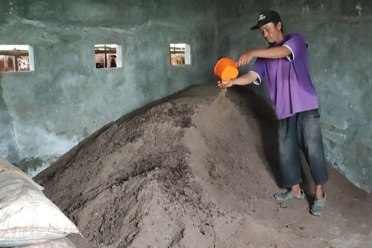 Rojai menyiramkan zat probiotik di tumpukan kotoran sapi padat yang telah difermentasi sebelum di kandang ternaknya di tengah area persawahan di Desa Tegalkarang Kecamatan Palimanan Kabupaten Cirebon, Rabu (13/3/2024) siang. Kotoran padat yang telah dibuat serbuk ini siap dikemas dan dikirimkan ke pembeli.