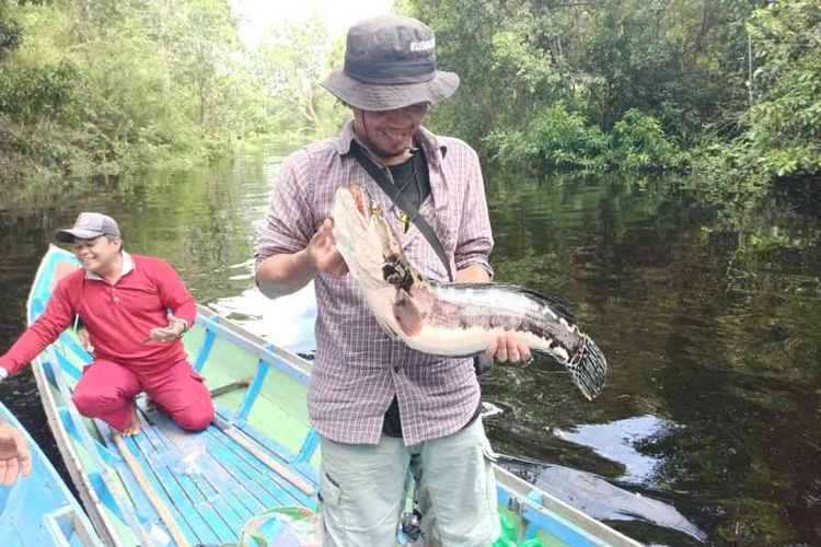 Ikan Toman hasil tangkapan warga Tampelas yang diperoleh di sekitar DAS Katingan