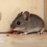 Cara Membasmi Tikus di Rumah dengan Buah Bintaro 