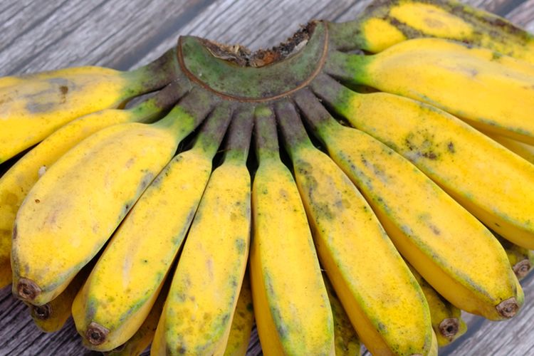 Ilustrasi pisang kepok. 