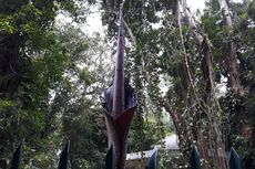 Bunga Bangkai Langka Setinggi 2,9 Meter Mekar Sempurna di Kebun Raya Bogor