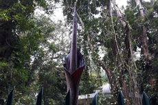 Jangan Lakukan Ini Saat Melihat Bunga Bangkai di Kebun Raya Bogor