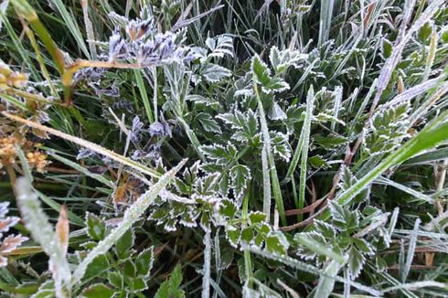 Fenomena Embun Es Kembali Terjadi di Dieng, Suhu Minus 1 Derajat Celsius