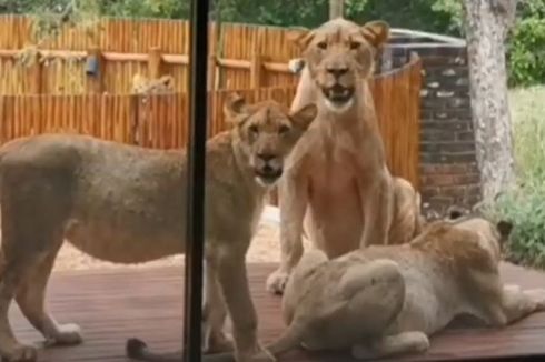 6 Singa Bertamu di Teras Kejutkan Pemilik Rumah 