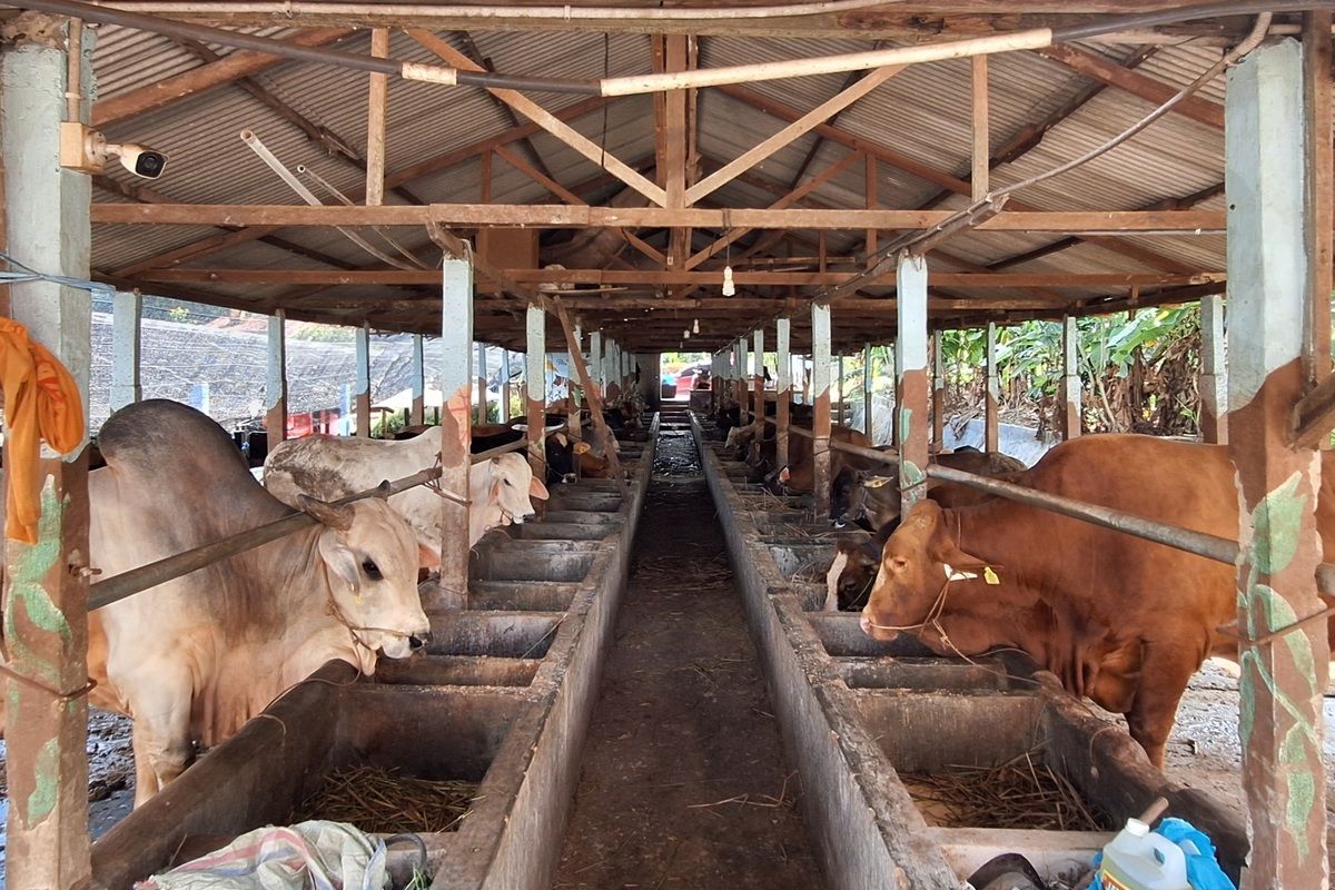 Sama halnya dengan harga bahan makanan, harga hewan kurban pun perlahan mulai naik harga mendekati perayaan Idul Adha tahun ini. Seperti hewan qurban sapi, dari yang sebelumnya dijual mulai Rp20,5 juta per ekornya, saat ini menjadi Rp23,5 juta per ekornya. Sementara kambing yang sebelunnya dijual Rp3 juta, saat ini menjadi Rp3,5 juta per ekornya.