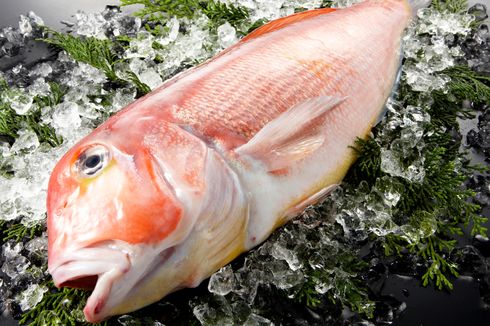 Selain Ikan Buntal, 5 Ikan Beracun Ini Sebaiknya Tidak Dikonsumsi