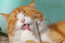 3 Cara Alami dan Praktis Mengatasi Bau Mulut pada Kucing