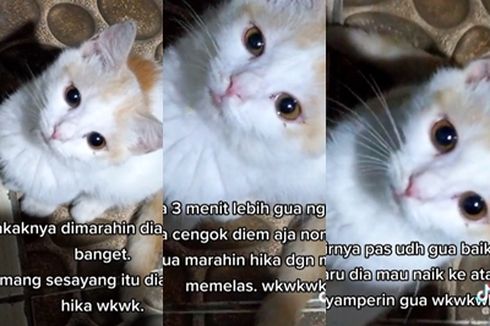 Ramai soal Kucing Disebut Menangis karena Dimarahi, Ahli: Harus Tahu Beda Kucing Sakit dan Sedih