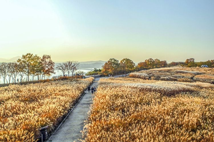 Suasana musim gugur di Haneul Park, Korea Selatan. Haneul Park terletak di dataran tinggi dengan ketinggian 98 meter di atas permukaan laut dan menawarkan pemandangan taman dan lanskap kota. 
