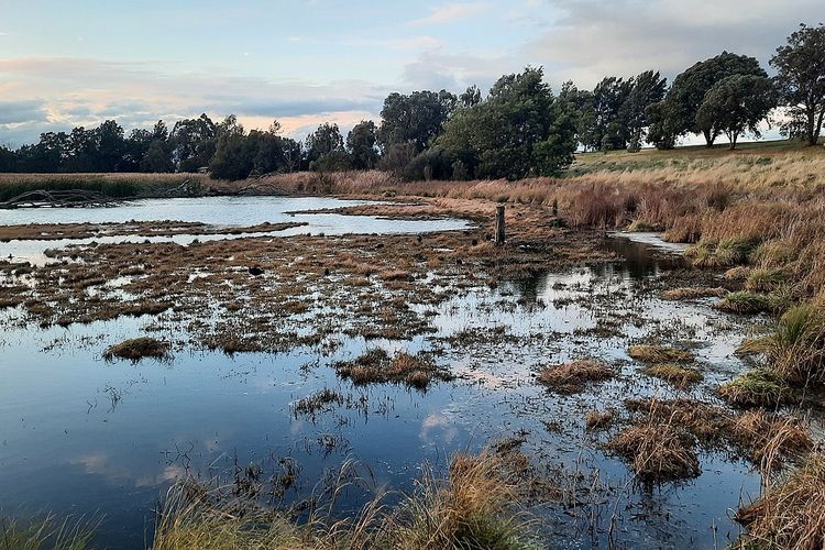 Ilustrasi lahan basah (wetlands).