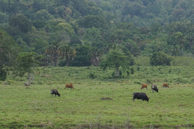 Banteng di Padang Savana blok Sadengan Taman Nasional Alas Purwo Banyuwangi