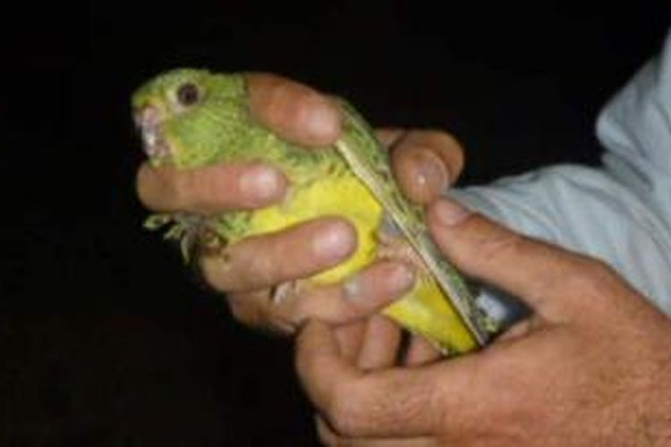 Burung nuri malam Australia ini sudah lama dianggap punah namun kembali ditemukan di pedalaman negeri itu.