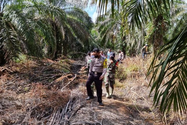 Petugas gabungan menyisir lokasi kemunculan harimau sumatera di kebun sawit di Desa Tasik Tebing Serai, Kecamatan Talang Muandau, Kabupaten Bengkalis, Riau, Sabtu (16/4/2022).