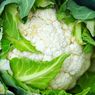 Cara Menanam Kembang Kol di Pekarangan Rumah