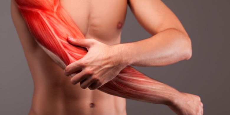 Sebutkan tiga karakteristik otot dalam tubuh