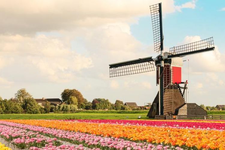 Musim semi menjadi musim paling ditunggu-tunggu. Musim ini hadir pada Maret hingga Mei. Pada saat inilah bunga-bunga tulip akan bermekaran. Semua orang dapat menikmati indahnya kebun tulip, terutama di Keukenhof, Lisse.